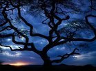 Thumb_large_34_tanzania_tree_sceniclandscapes_naturewallpaper_l